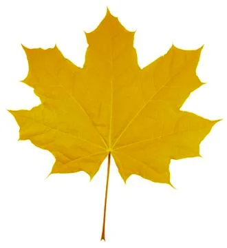 Maple Leaf isolated - Yellow Stock Photos