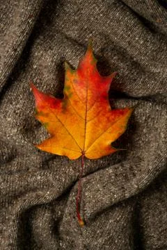 Maple leaf on knitted fabric Stock Photos