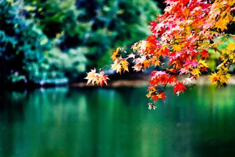 Maple leaf with lake Stock Photos
