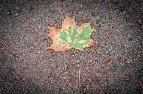 The maple leaf lies on the ground Stock Photos
