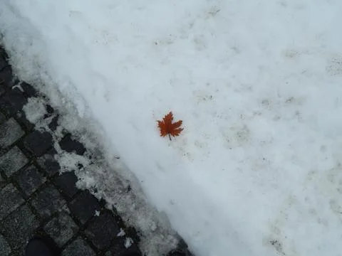 Maple leaf lies in the snow Stock Photos