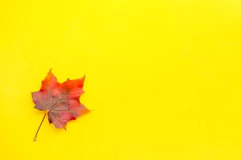 Maple leaf lies on a solid yellow surface. Autumn minimal background Stock Photos