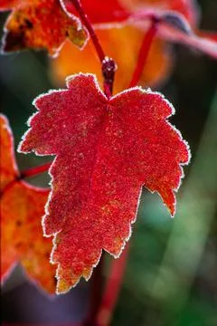 Maple leaf lined in frost. Stock Photos