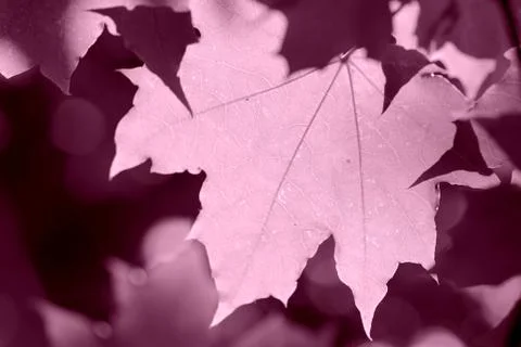 Maple leaf lit by the bright sun on a summer day close-up. Pink color toned Stock Photos
