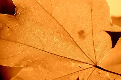 Maple leaf lit by the sun on a sunny day close-up. Autumn background Foto stock