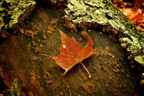 Maple leaf on log 스톡 사진