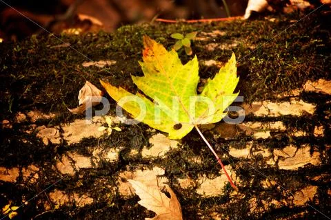 Maple leaf on log Stock Photos