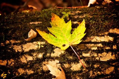 Maple leaf on log Stock Photos