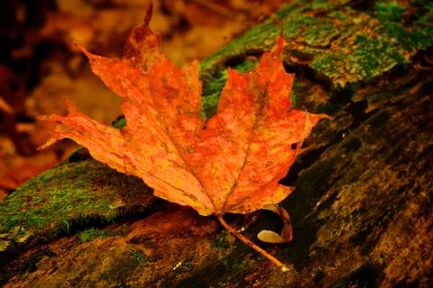 Maple leaf on log 스톡 사진