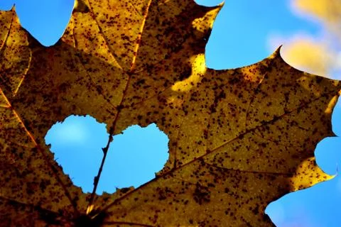 Maple leaf of love 스톡 사진