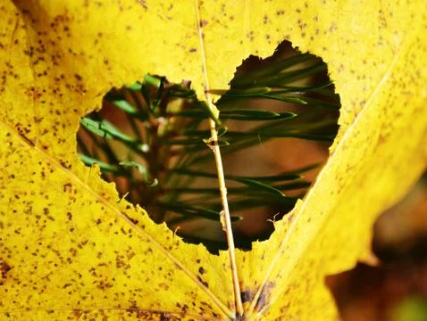 Maple leaf of love 스톡 사진