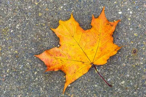 Maple Leaf Lying on Asphalt Foto stock