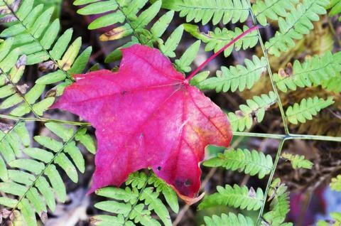 Maple leaf lying on fern Stock Photos
