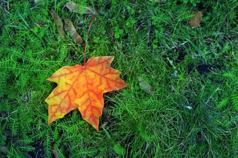 Maple leaf lying on green grass background for design. Stock Photos