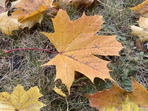 Maple leaf lying on the ground in fall. Horizontal image Stock Photos