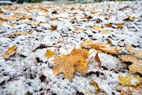 A maple leaf lying on a snowy meadow during winter Stockfoto's