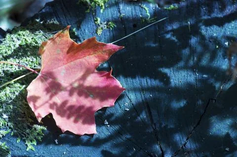 Maple leaf lying on stump Stock Photos