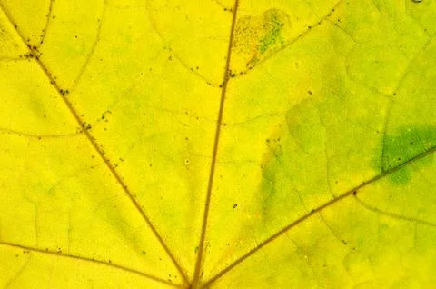 Maple leaf macro background Foto stock