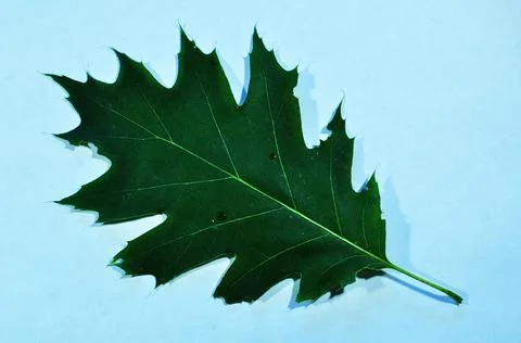 Maple Leaf. Maple leaf, close-up, against a blue background. Stock Photos