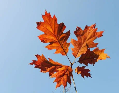 Maple leaf Maple leaf Copyright: xZoonar.com/JanxxWachalax 3327192  Stock Photos
