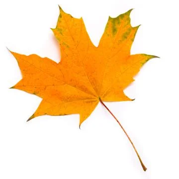 Maple leaf Maple leaf Copyright: xZoonar.com/AliakseixHintaux 1307623  스톡 사진