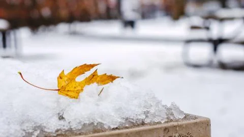 Maple Leaf in melting snow Stock Photos