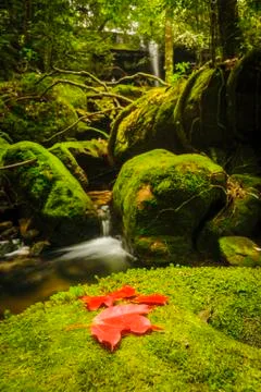 Maple leaf on moss covered rocks near waterfall in rains forest. Stock Photos