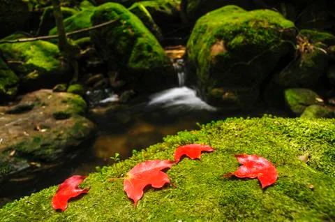 Maple leaf on moss covered rocks near waterfalll in rains forest. Stock Photos
