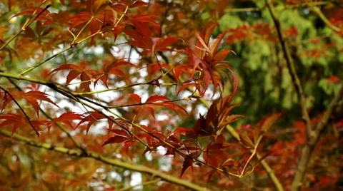 Maple leaf moving in autumn wind Video stock 32883628
