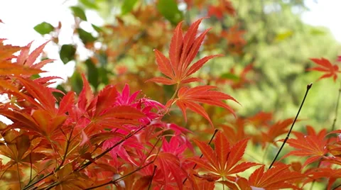 Maple leaf moving in autumn wind 動画素材 32883634