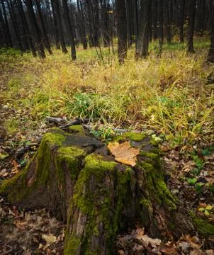 Maple leaf on an old mossy stump Stock Photos