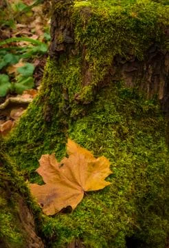 Maple leaf on an old mossy stump Stock Photos