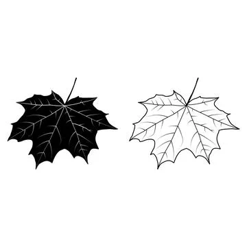 Maple Leaf Outline Vector Illustration Stock Illustration