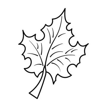 Maple Leaf Outline Vector Illustration Stock Illustration