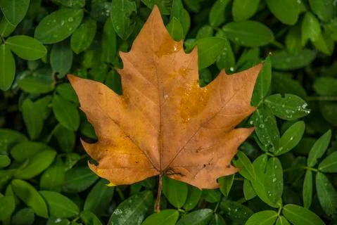Maple leaf over green leafs Stock Photos