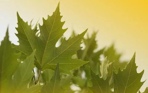 Maple leaf in park 2 Stock Photos