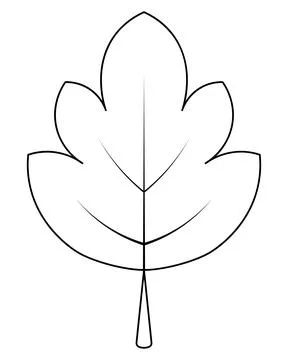 Maple leaf. Part of a tree of beautiful shape with veins. Sketch. Vector. Stock Illustration