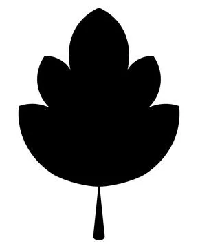 Maple leaf. Part of a tree with beautiful shape and veins. Silhouette. Stock Illustration