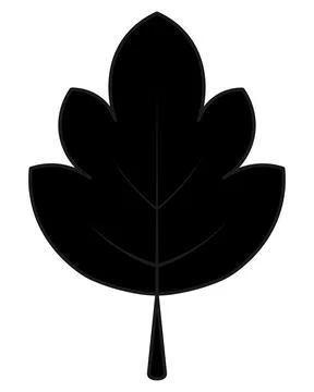 Maple leaf. Part of a tree with beautiful shape and veins. Silhouette. Stock Illustration
