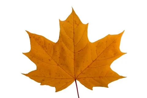 Maple leaf Stock Photos