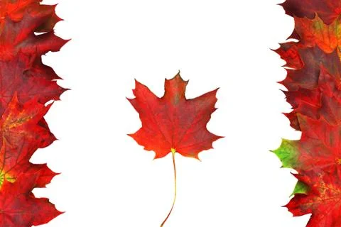 Maple leaf 스톡 사진