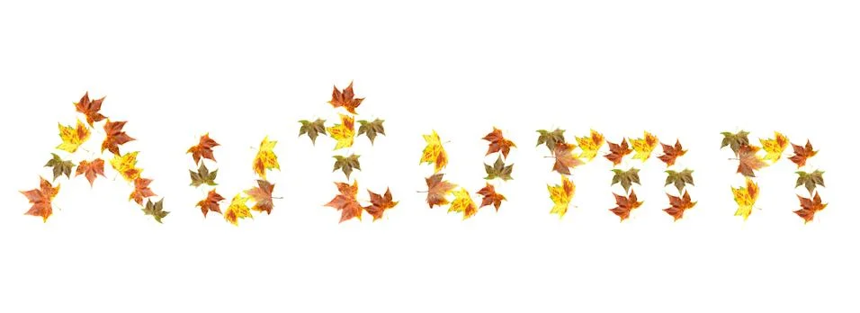 Maple leaf Stock Photos