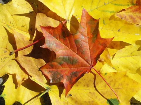Maple leaf Stock Photos