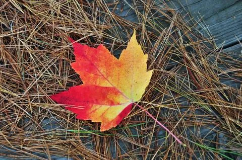 Maple leaf Stock Photos
