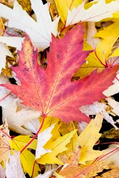 Maple leaf Foto stock