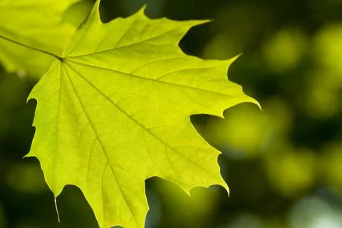 Maple leaf Stock Photos