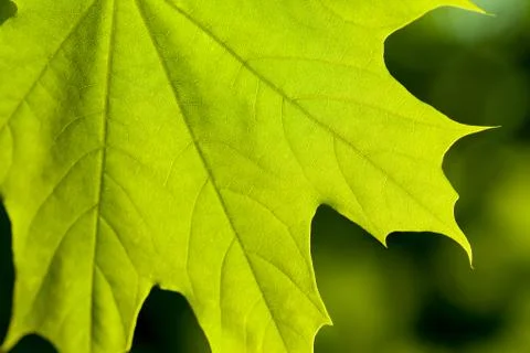 Maple leaf Stock Photos