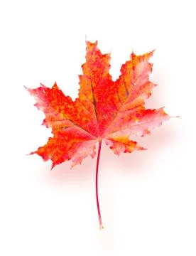 Maple leaf Stock Photos