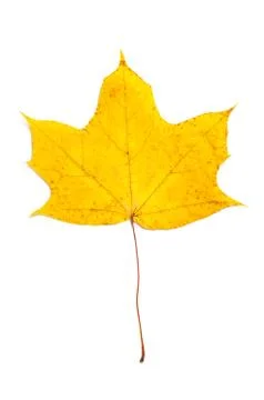 Maple leaf Stock Photos