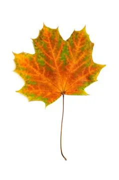 Maple leaf 写真素材